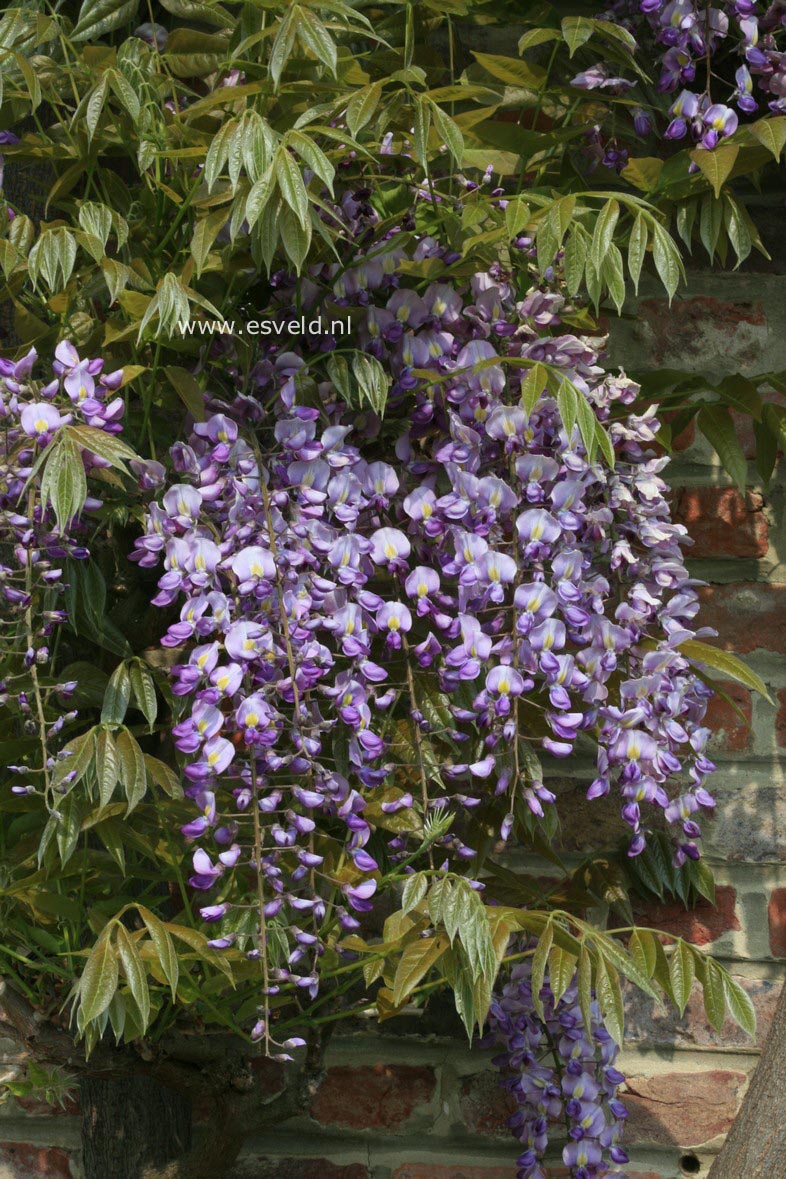 Wisteria floribunda 'Domino' (Issai)