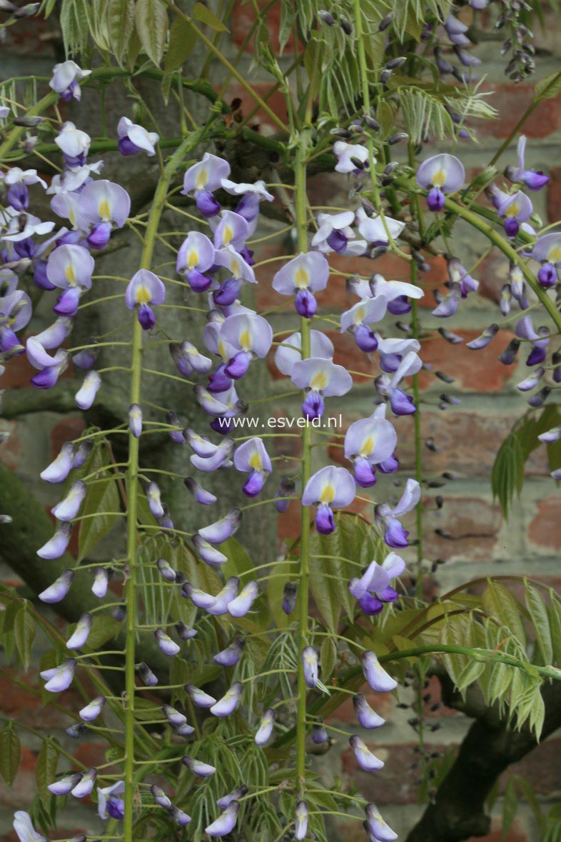 Wisteria floribunda 'Multijuga' (Kyushaku)