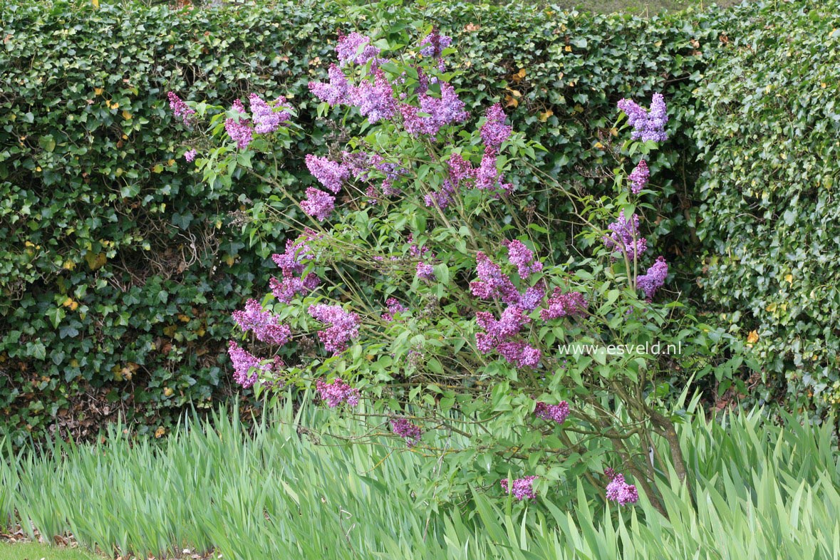 Syringa vulgaris 'Ruhm von Horstenstein'