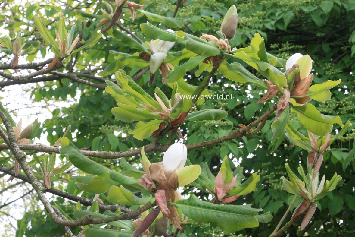 Magnolia officinalis biloba