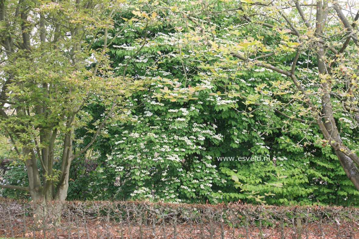 Viburnum plicatum 'Lanarth'