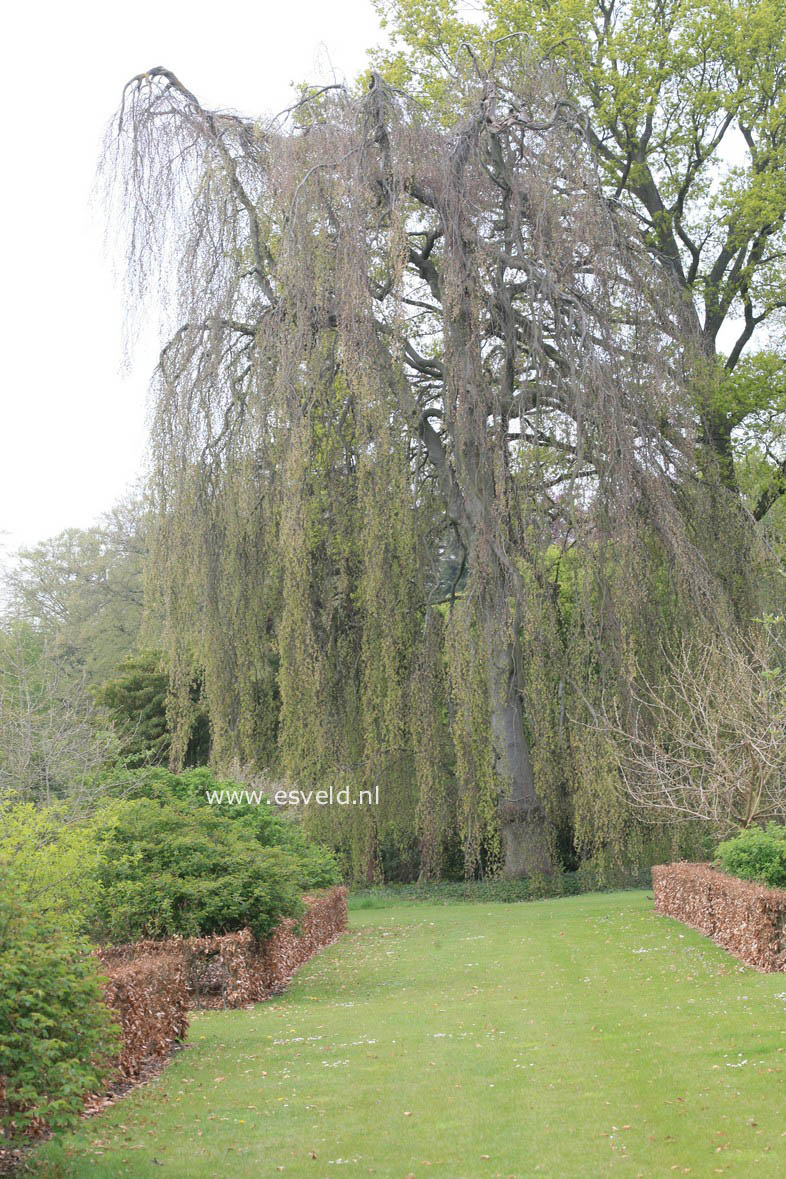 Fagus sylvatica 'Pendula'