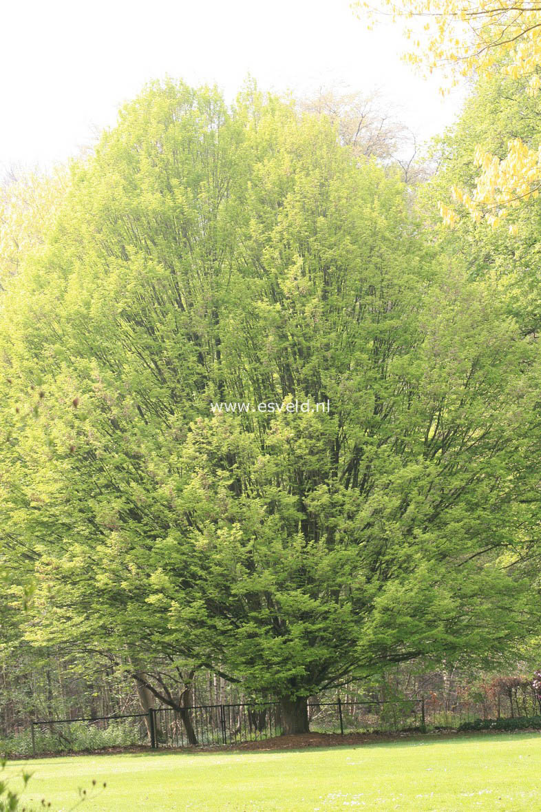 Carpinus betulus 'Fastigiata'