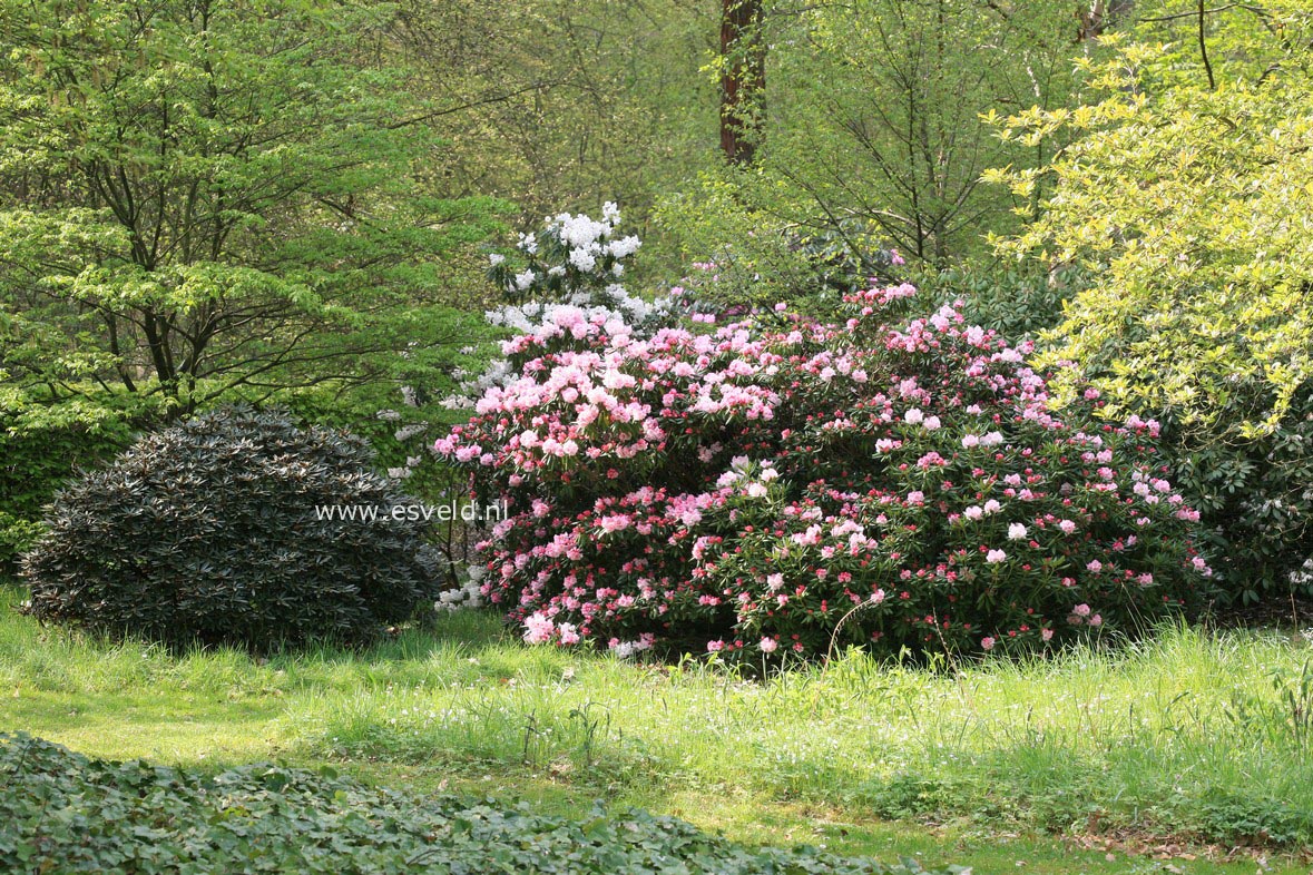 Rhododendron anwheiense