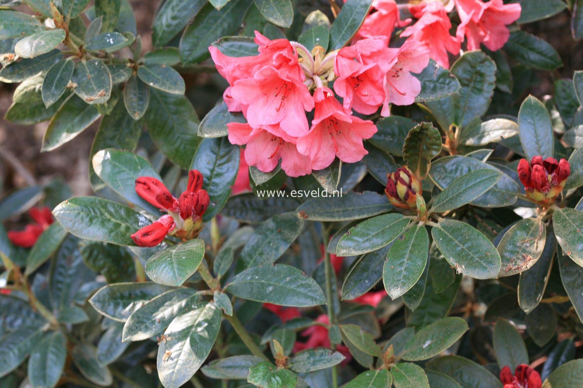 Rhododendron 'Hazel'