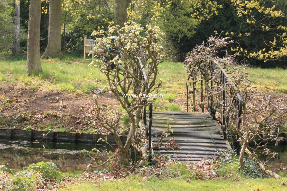 Wisteria floribunda