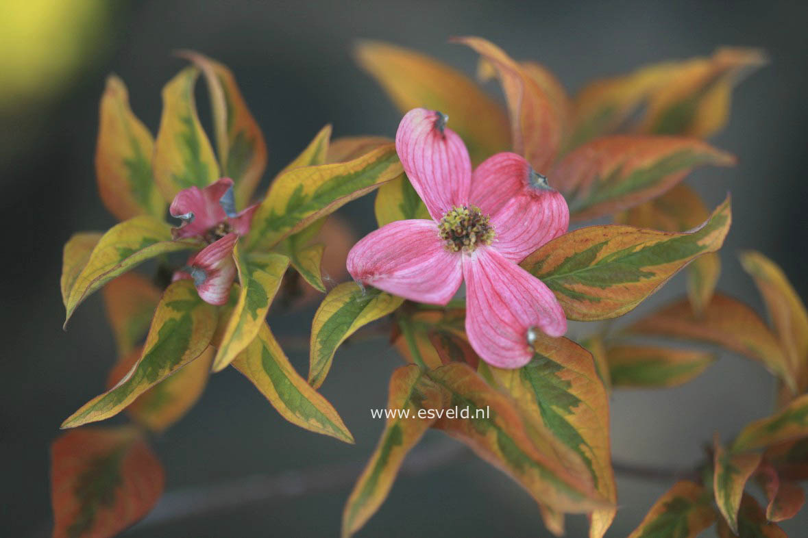 Cornus florida 'Sunset' (CHEROKEE SUNSET)