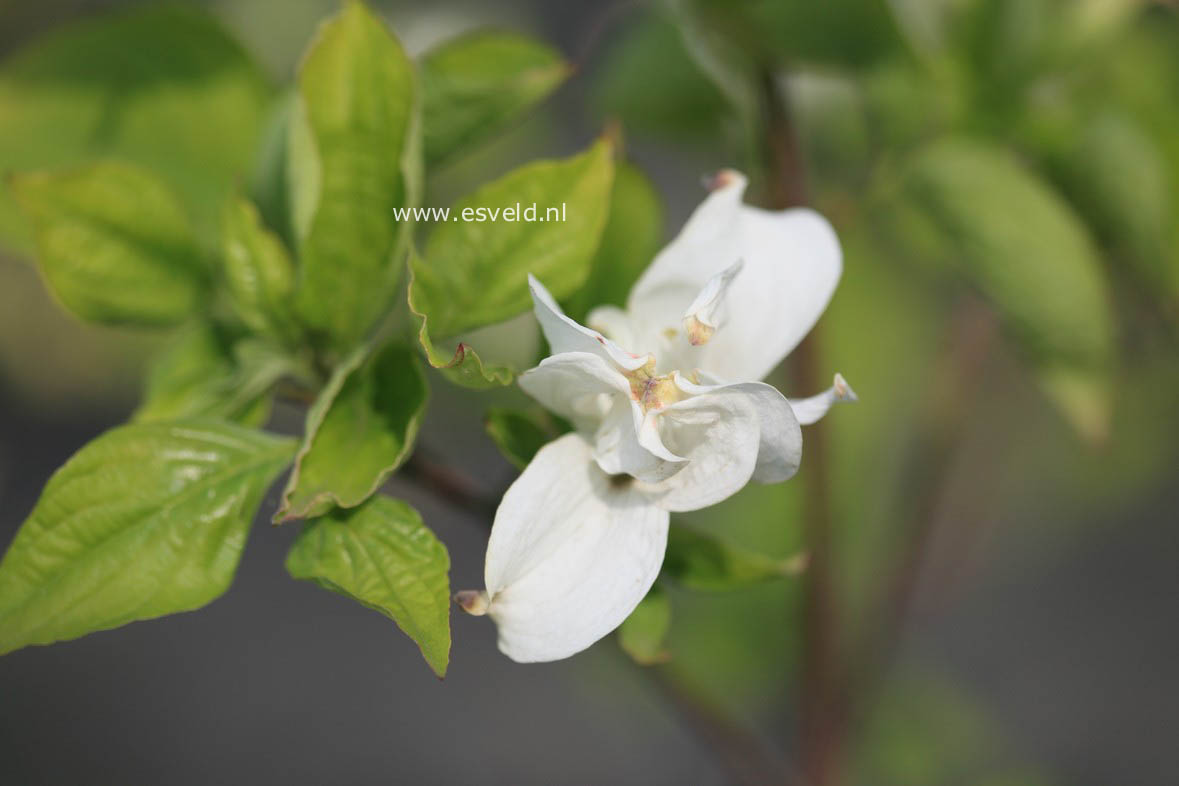 Cornus florida 'Alba Plena'