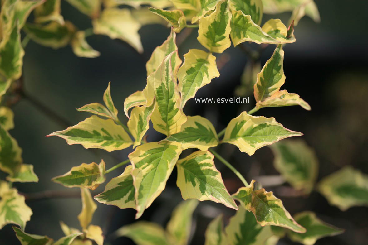 Cornus florida 'Pink Flame'