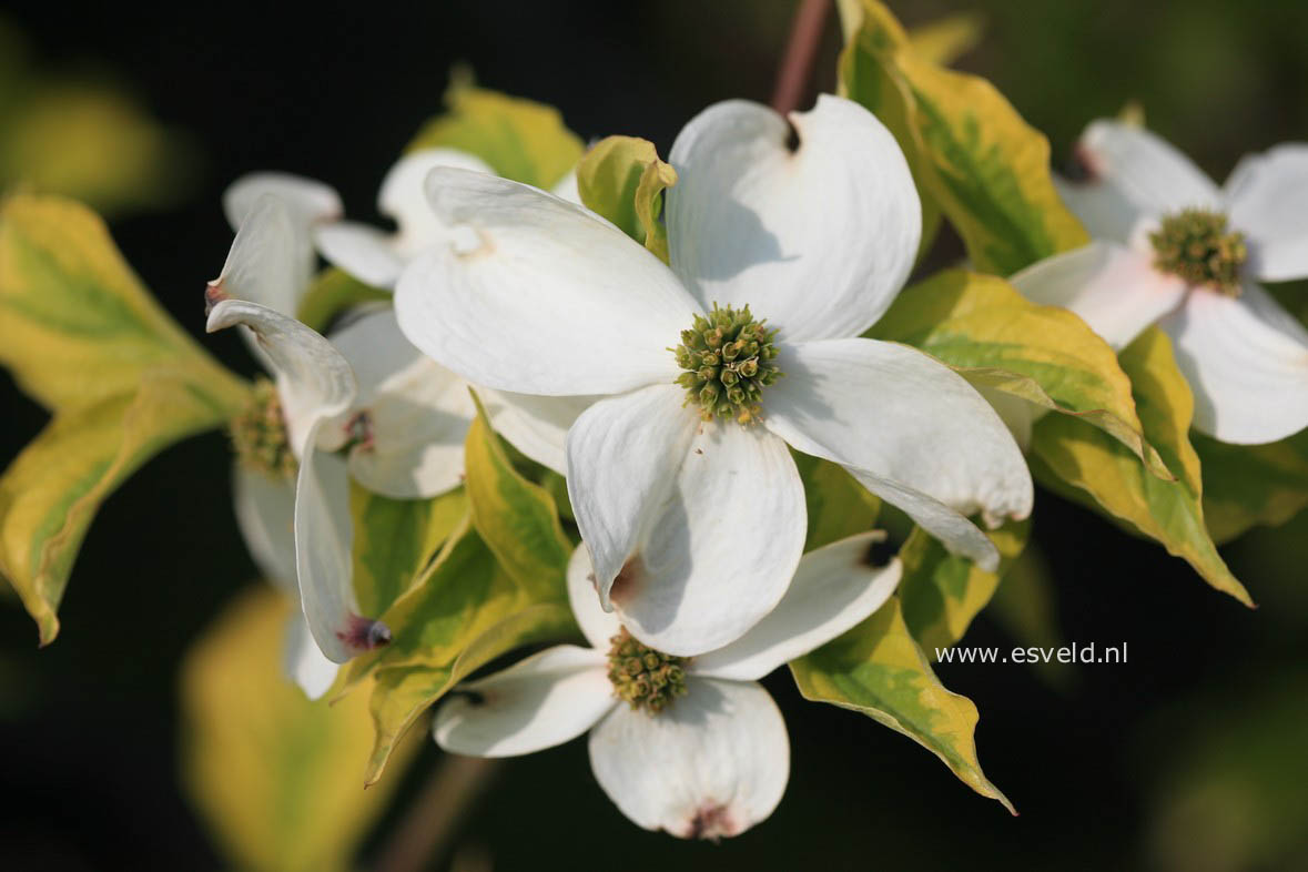 Cornus florida 'George Henry Ford'