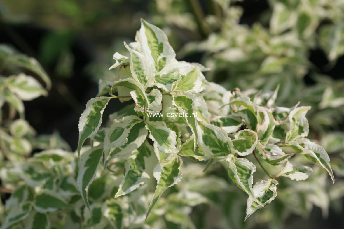 Cornus kousa 'Snowboy'