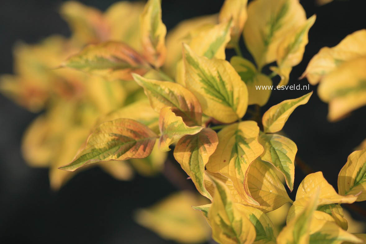 Cornus florida 'Sunset' (CHEROKEE SUNSET)