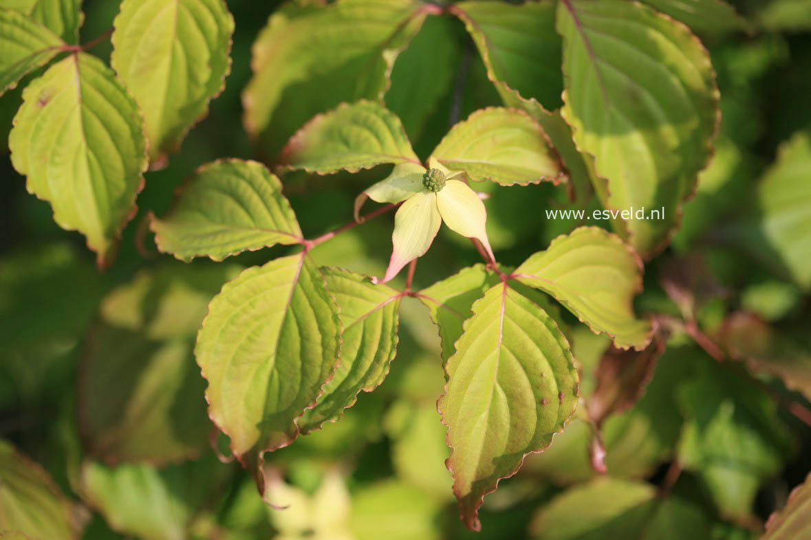 Cornus kousa 'Weaver's Weeping'