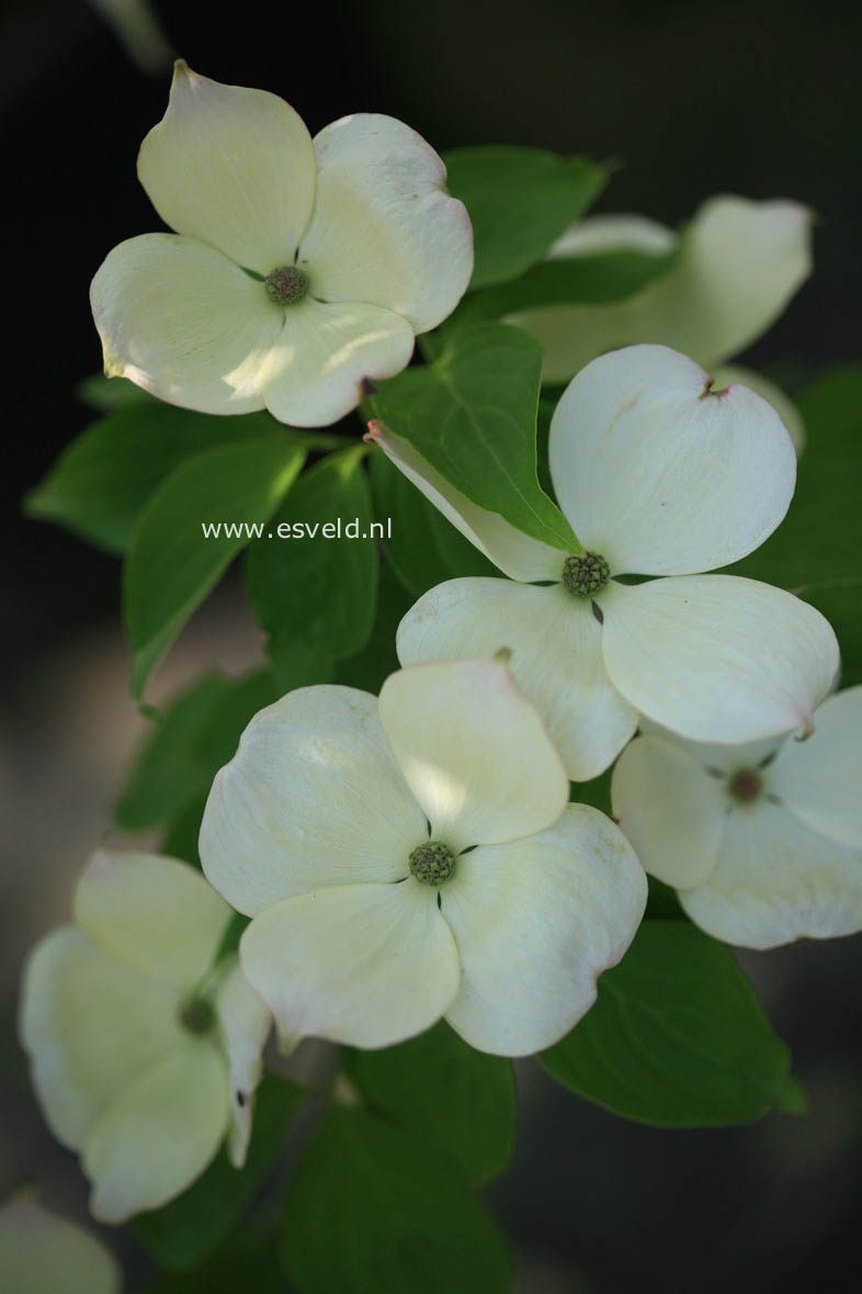 Cornus 'Rutdan' (CELESTIAL / GALAXY)