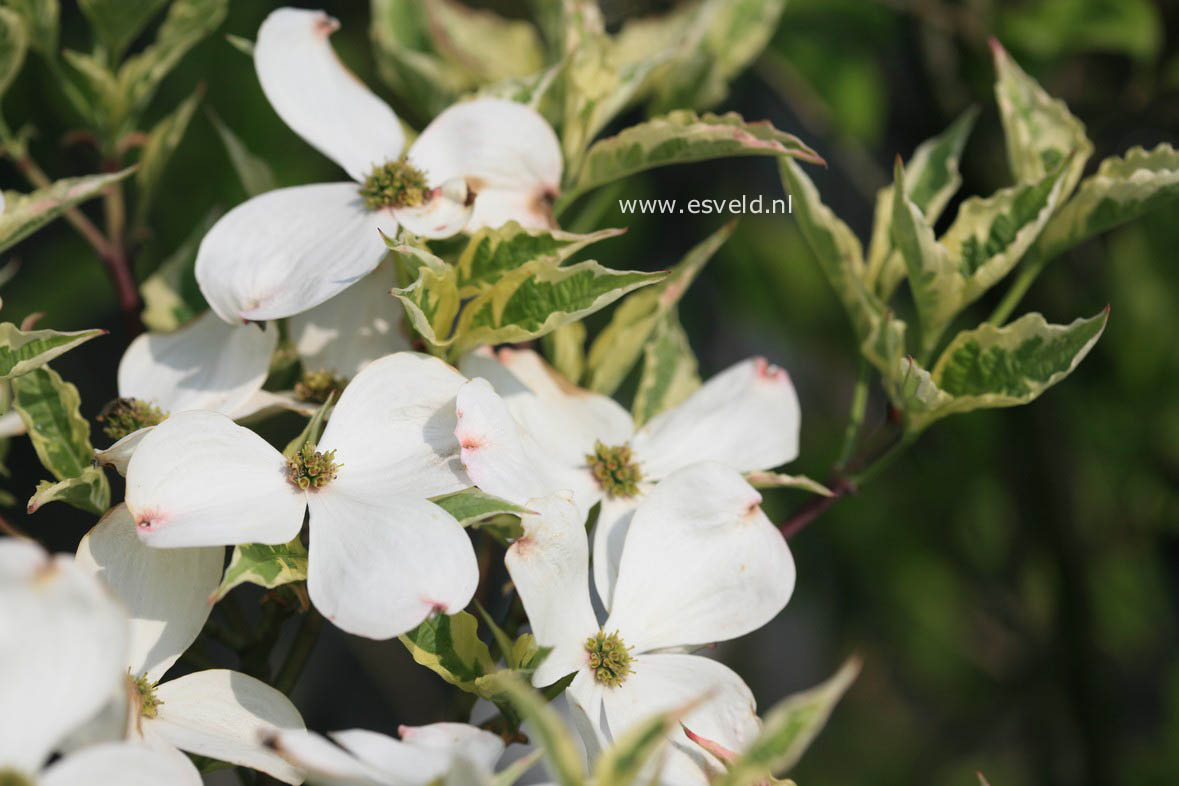 Cornus florida 'Daybreak'