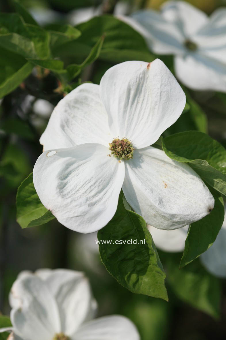 Cornus 'Eddie's White Wonder'