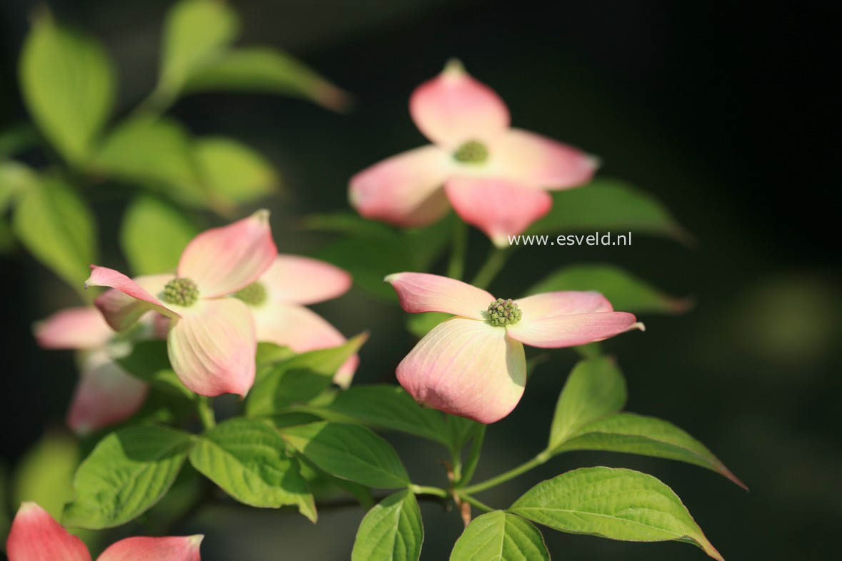 Cornus 'Rutgan' (STELLAR PINK)