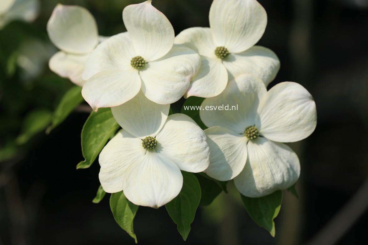 Cornus 'Rutdan' (CELESTIAL / GALAXY)