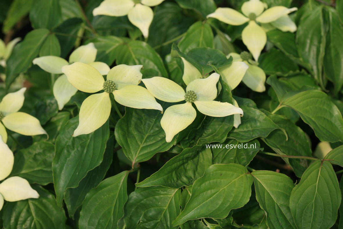 Cornus kousa 'National'