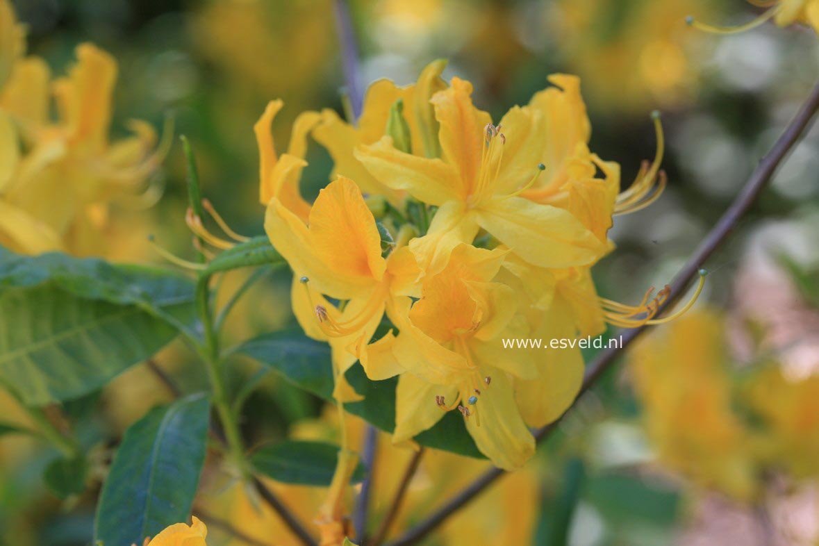 Rhododendron luteum