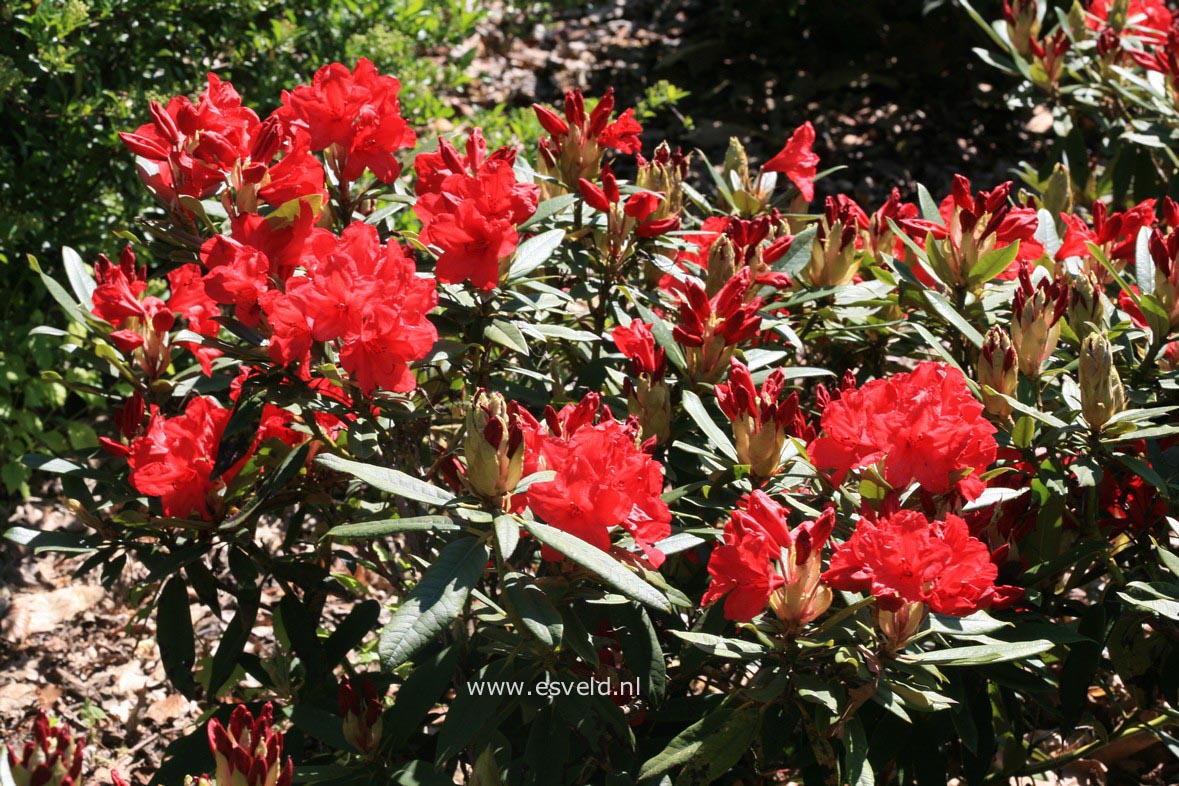 Rhododendron 'Vulcan'