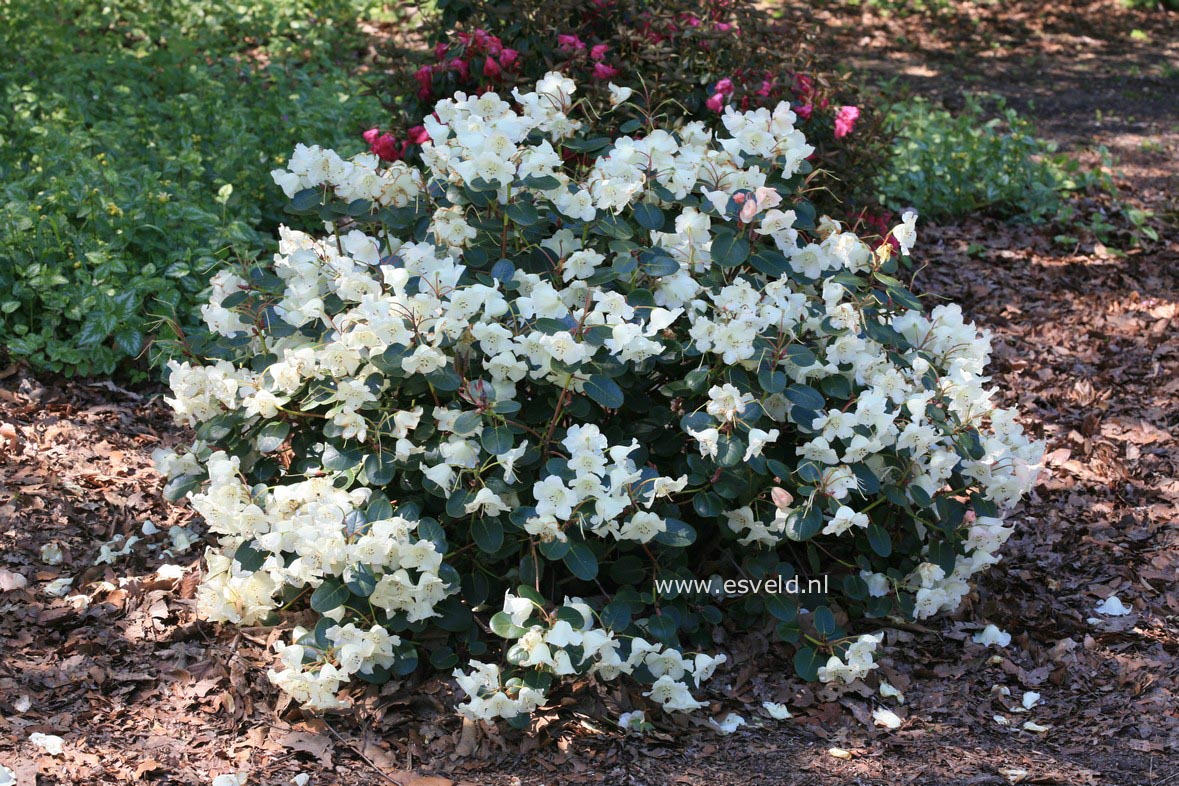 Rhododendron 'Cowslip'