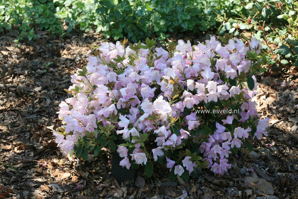 Rhododendron 'Osmar'