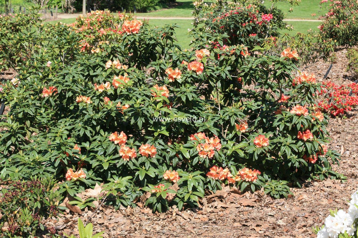 Rhododendron 'Orangengold'