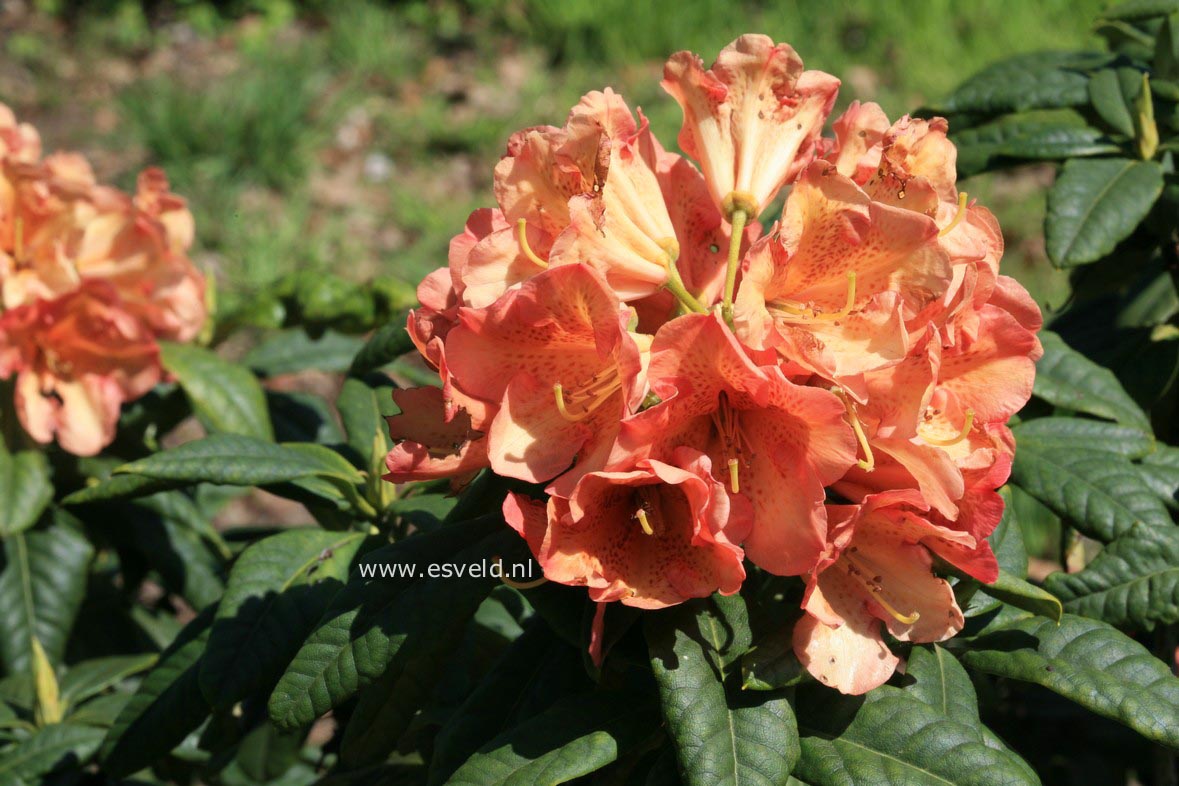 Rhododendron 'Orangengold'