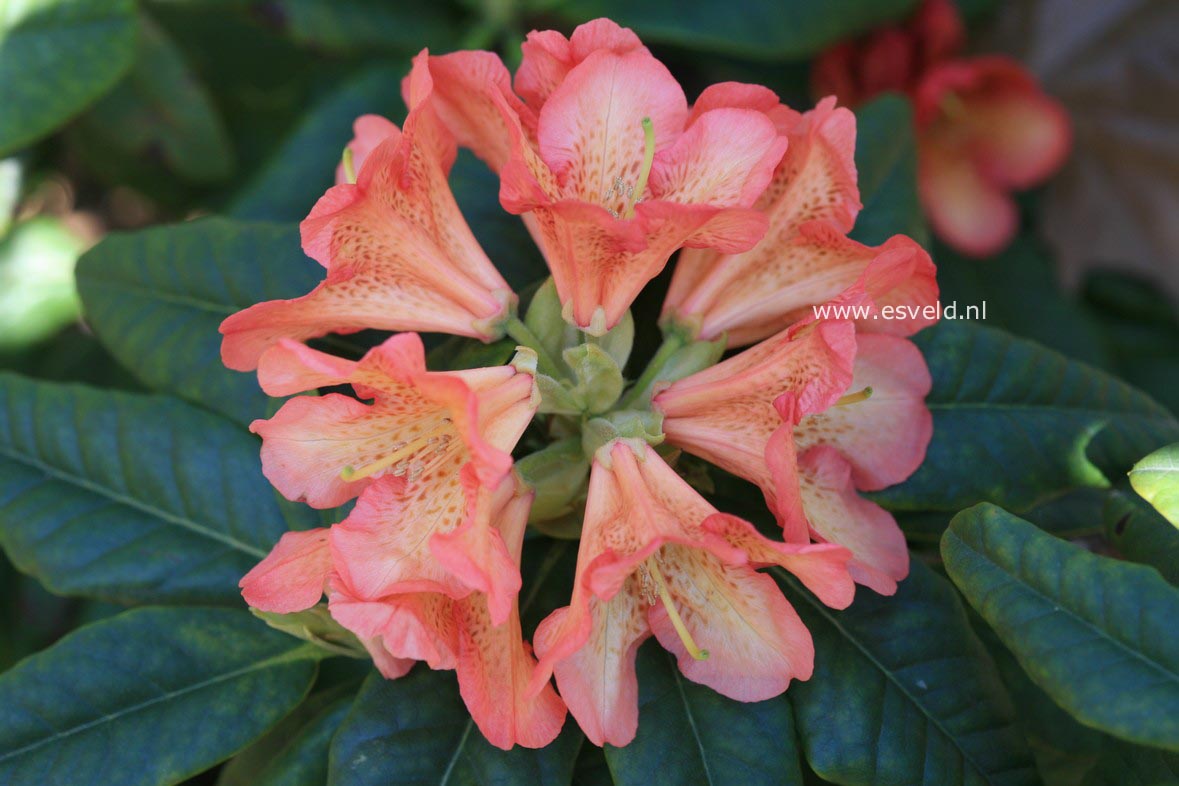 Rhododendron 'Orangengold'