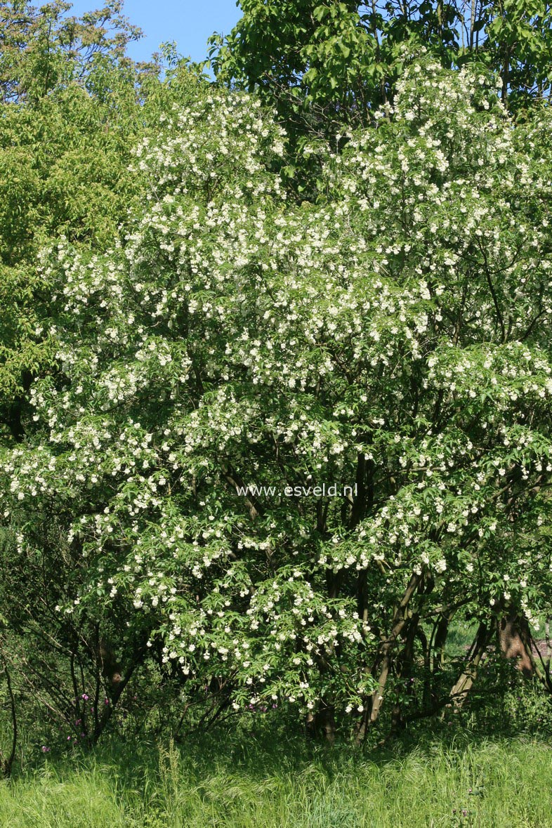 Staphylea colchica