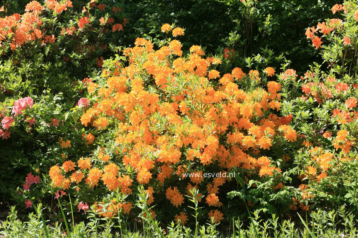 Azalea 'Hortulanus H. Witte'