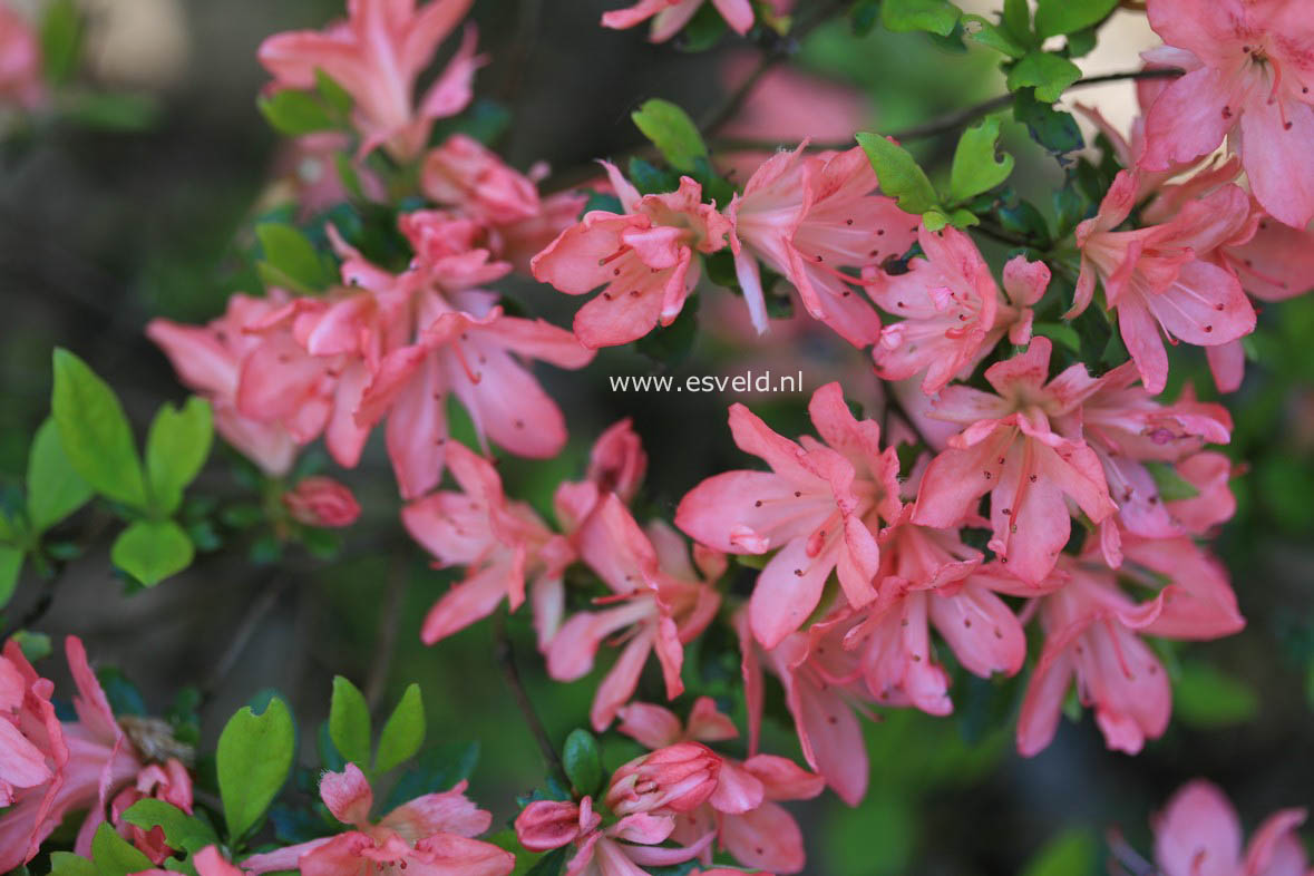 Azalea 'Blaauw's Pink'