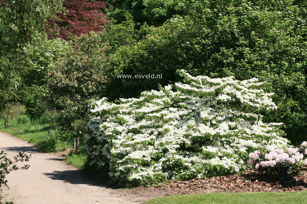 Viburnum plicatum 'Shasta'