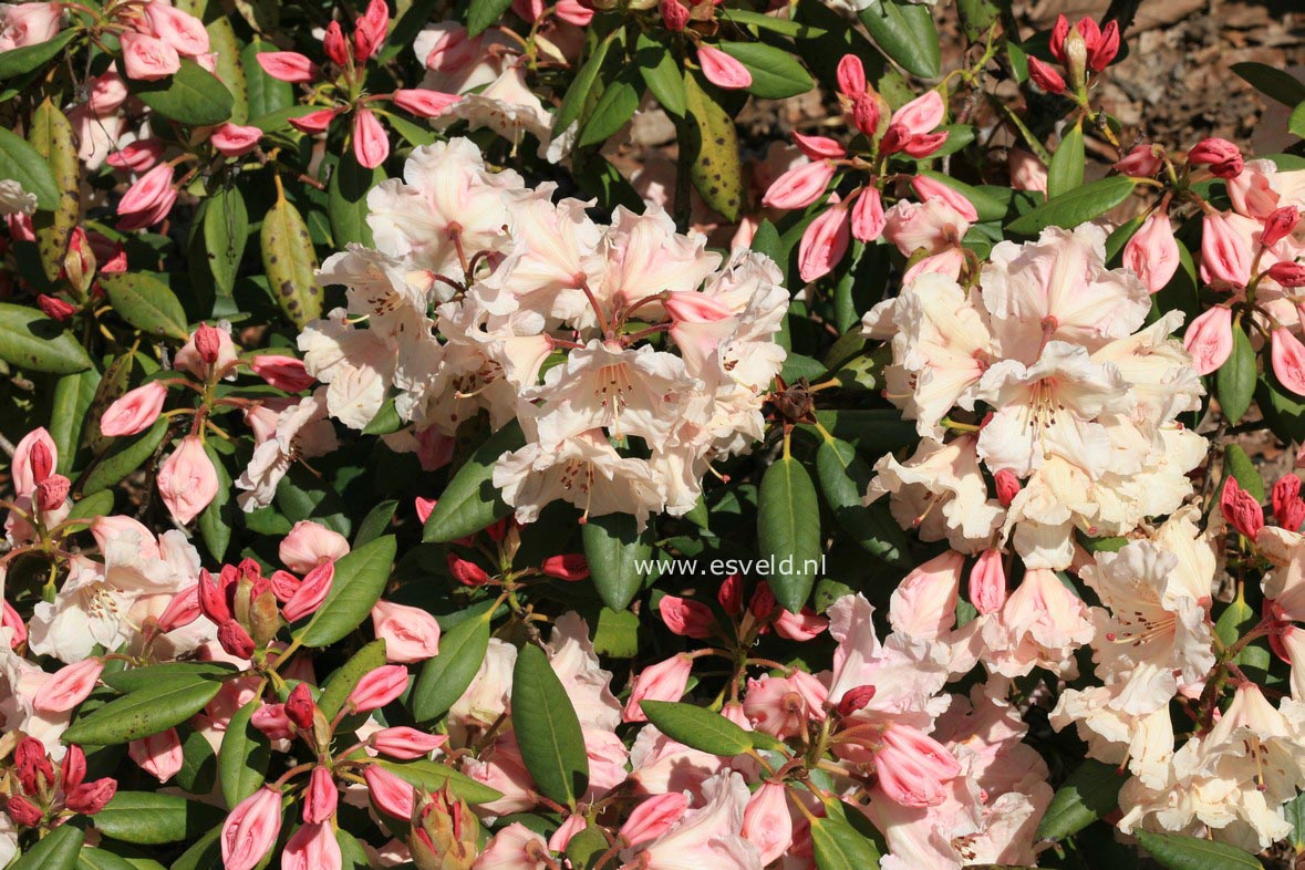 Rhododendron 'Virginia Richards'