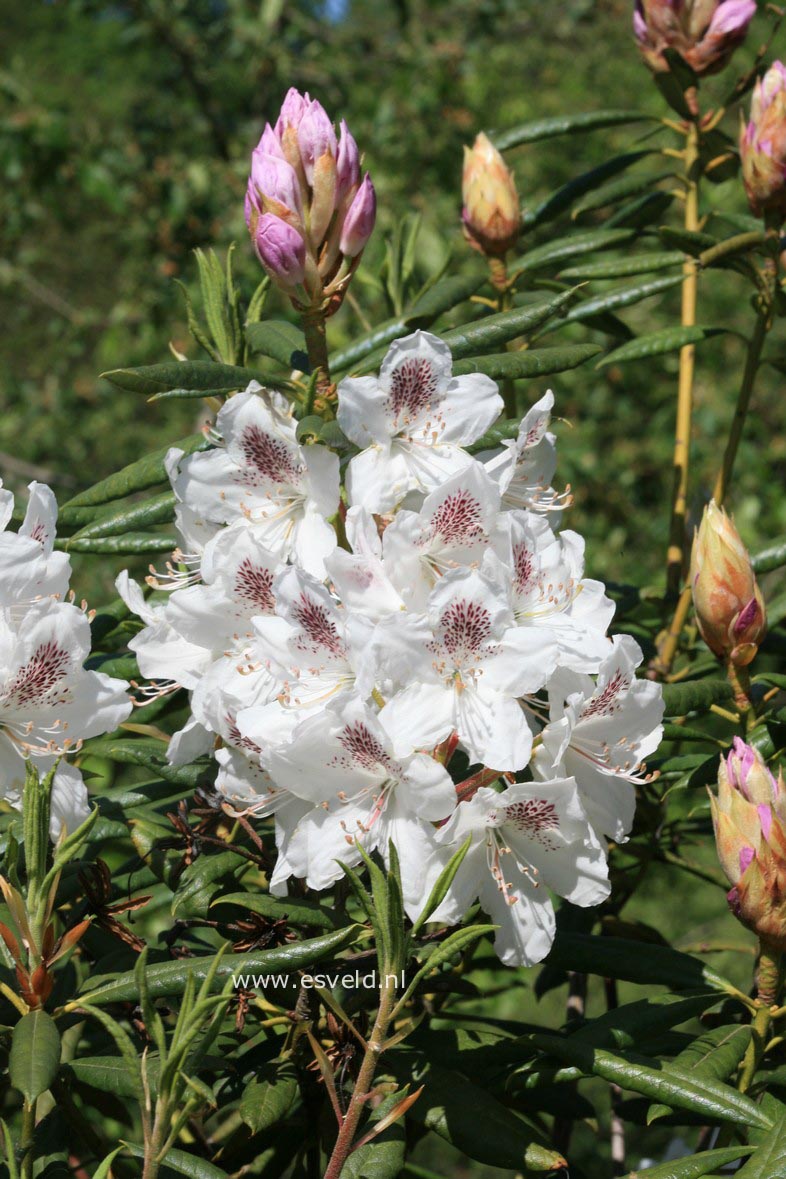 Rhododendron annae