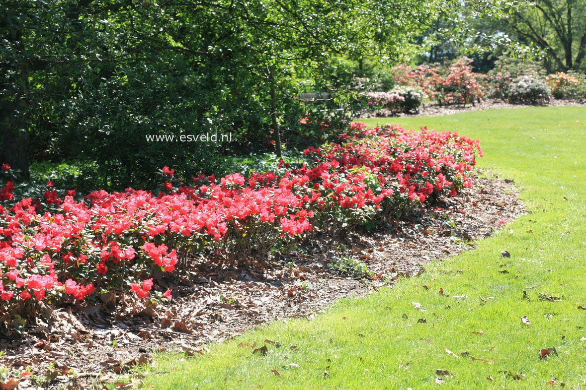 Rhododendron 'Scarlet Wonder'