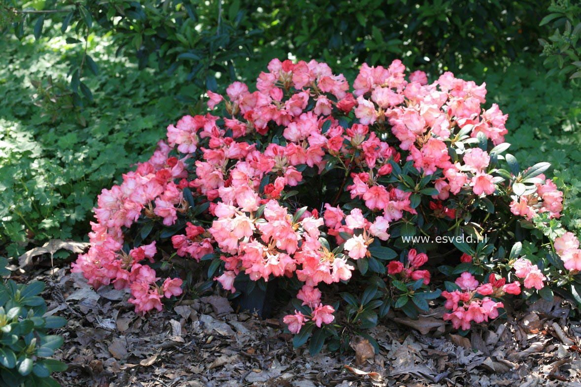 Rhododendron 'Bambi'