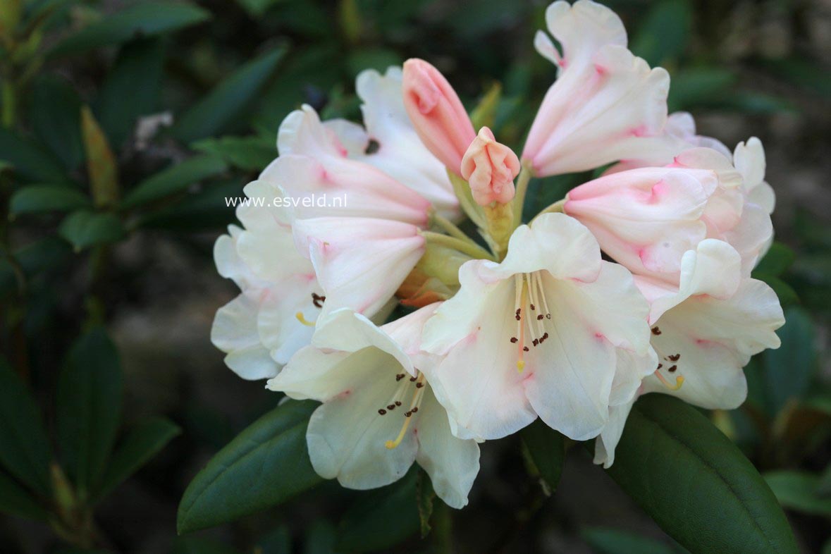 Rhododendron 'Grumpy'