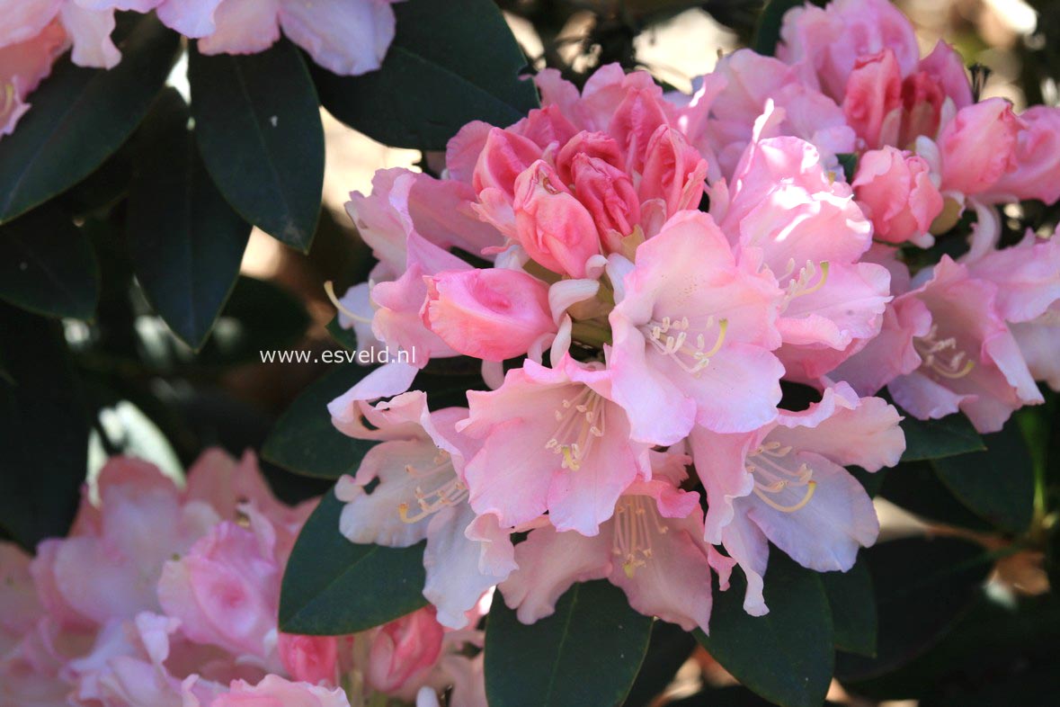 Rhododendron 'Love Song'