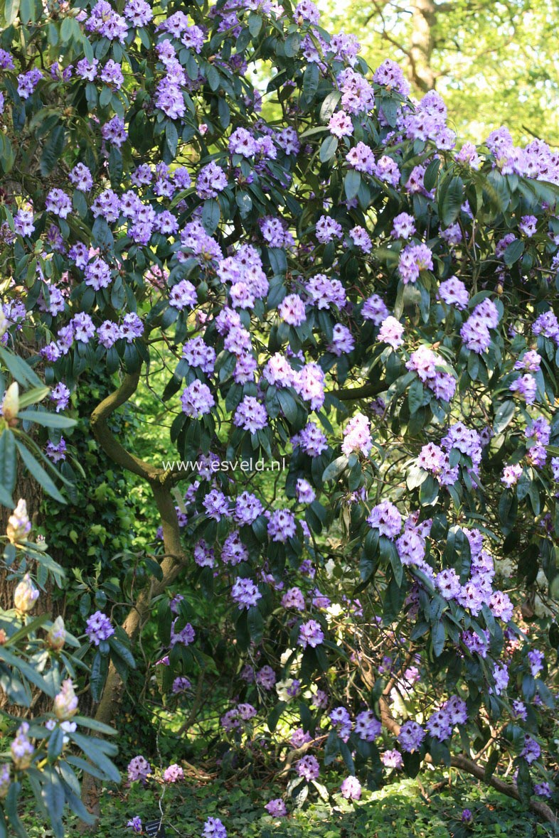 Rhododendron 'Blue Peter'