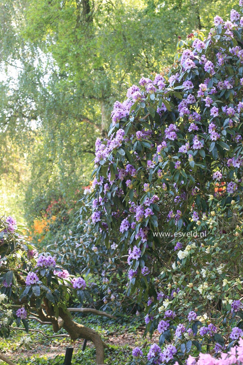 Rhododendron 'Blue Peter'