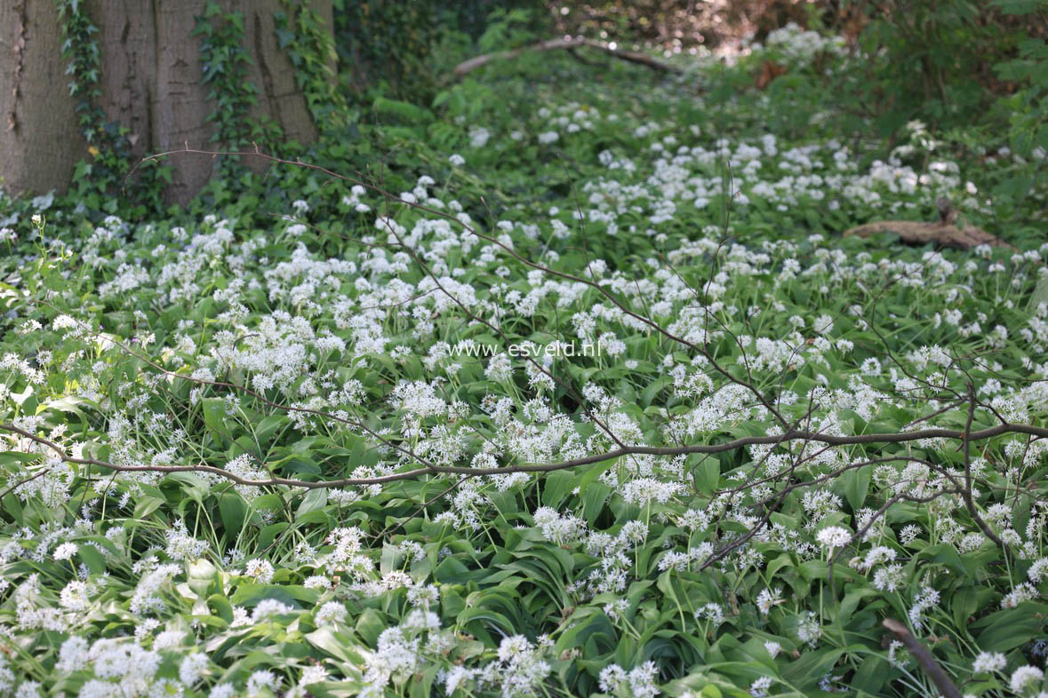 Allium ursinum