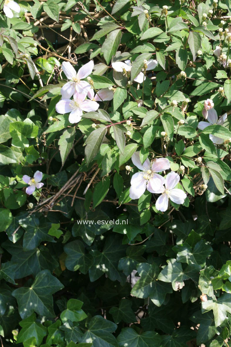 Clematis montana