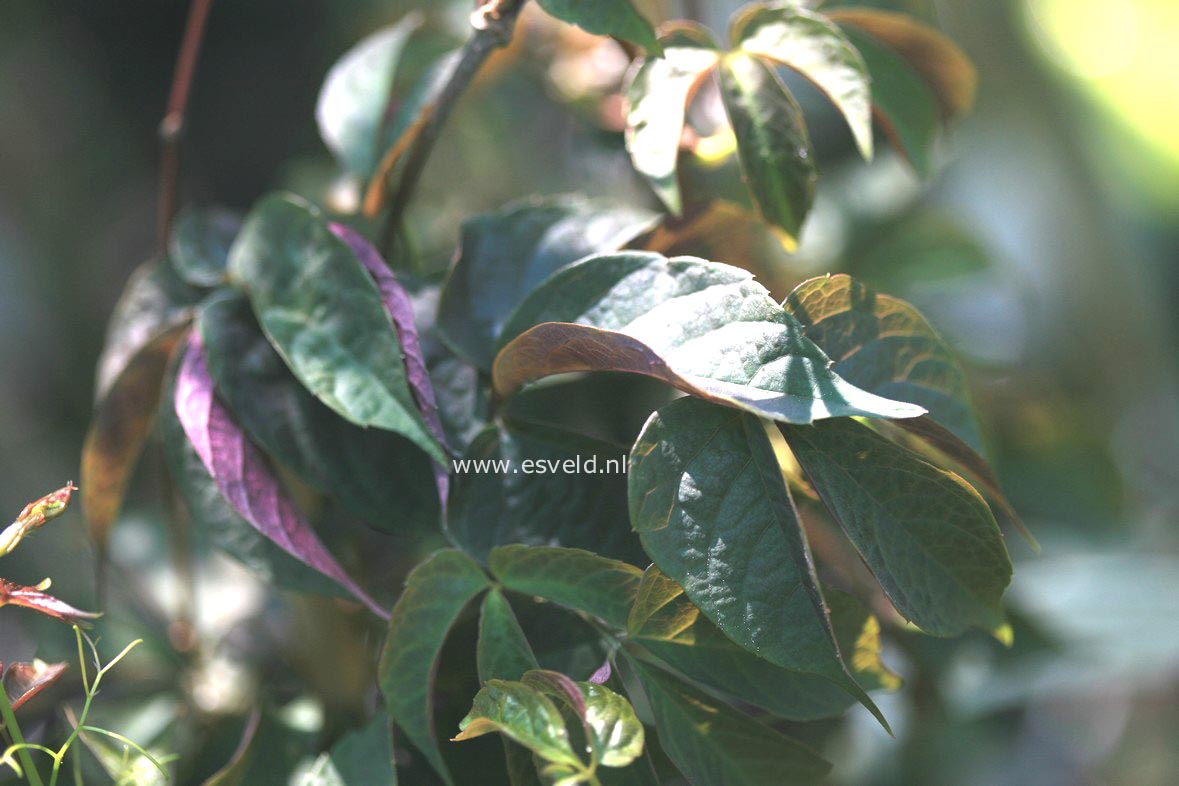 Parthenocissus himalayana 'Rubrifolia'