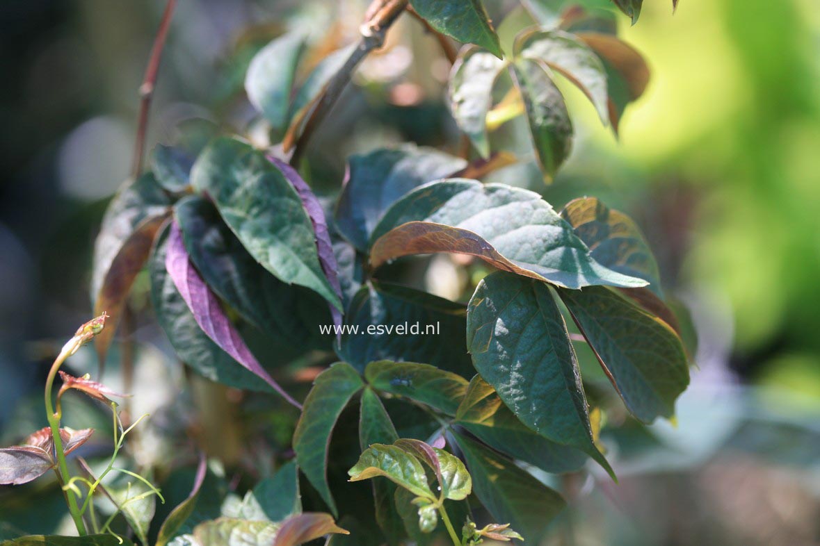 Parthenocissus himalayana 'Rubrifolia'