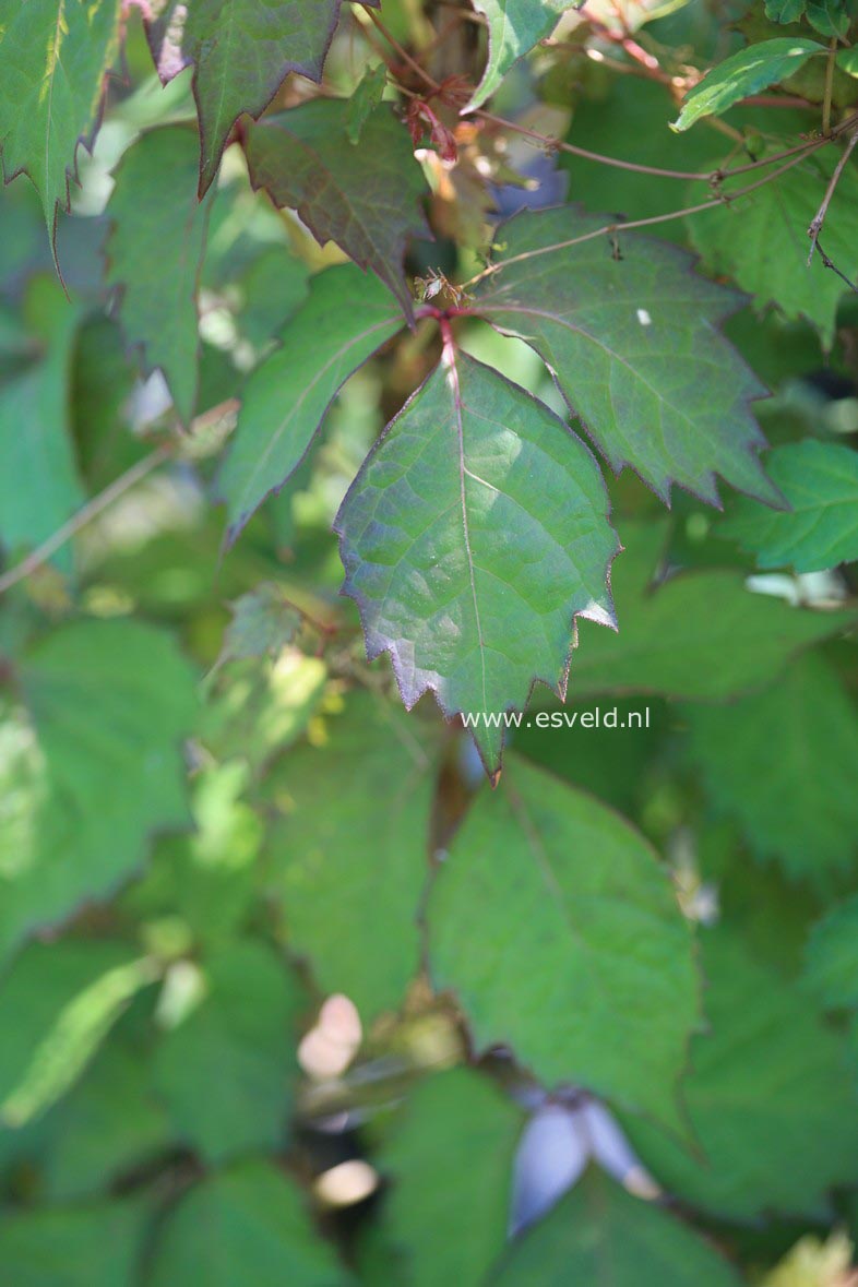 Parthenocissus tricuspidata 'Purpurea'