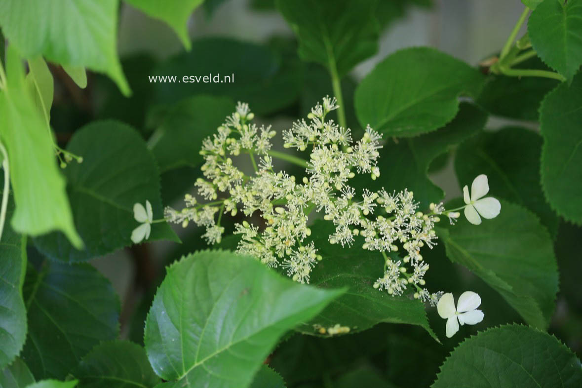 Hydrangea anomala quelpartii