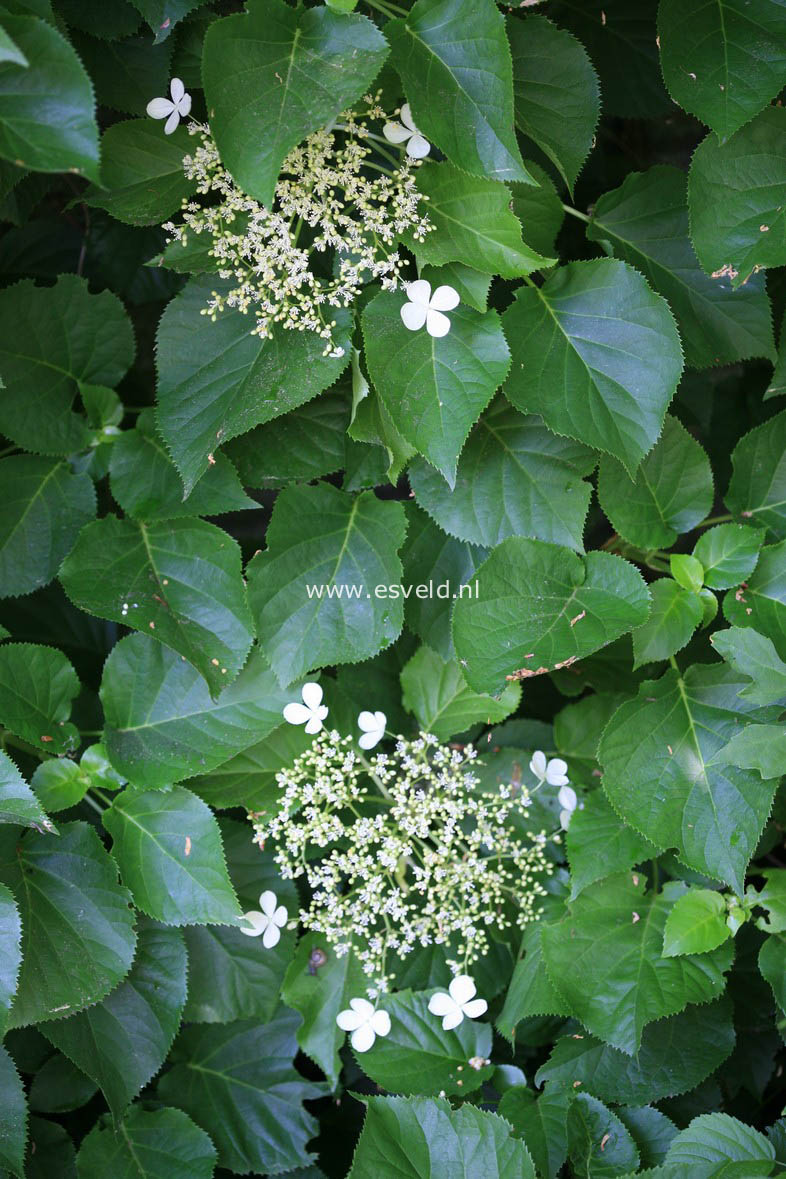 Hydrangea anomala quelpartii