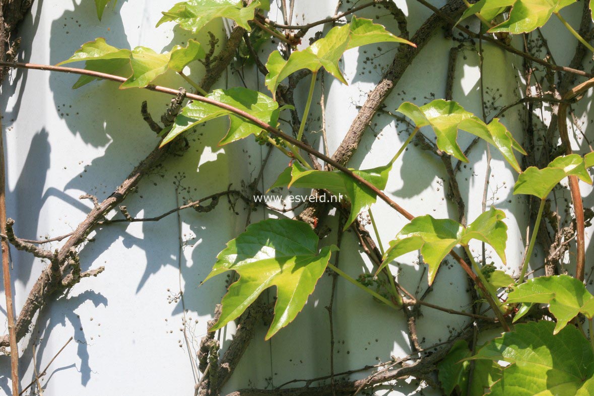 Parthenocissus tricuspidata 'Veitchii'